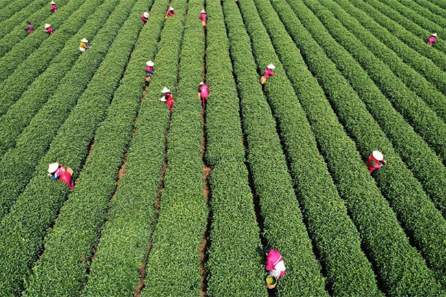 明前茶采摘加工忙