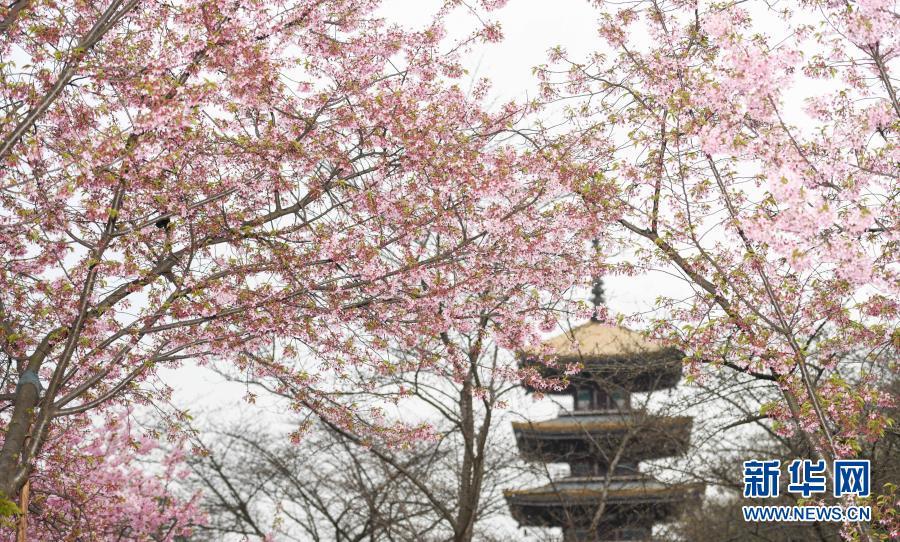 2021武汉东湖樱花节开