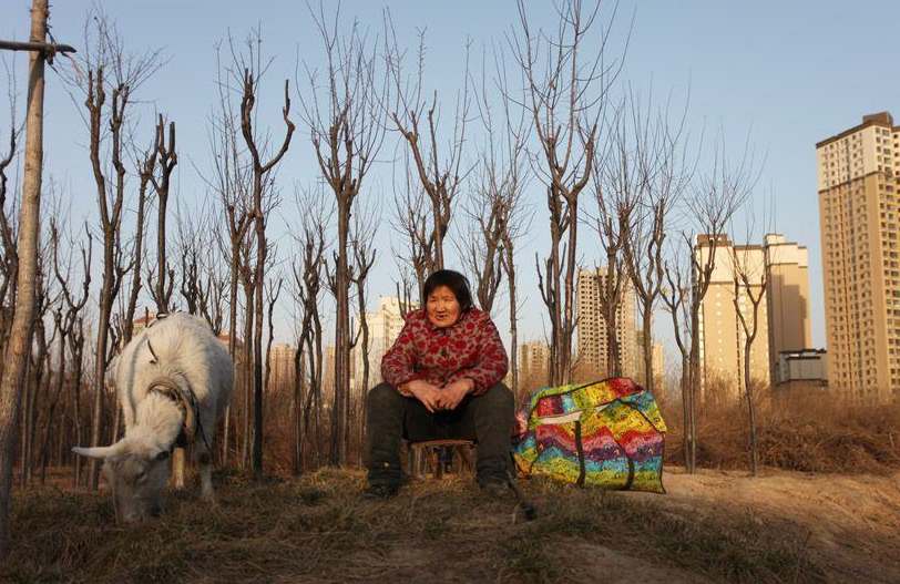 图为梁琴英在西影路附近的一片空地上放羊,她的四周高楼林立.