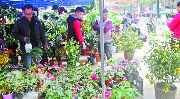 广西浦北县花卉市场购销提前升温