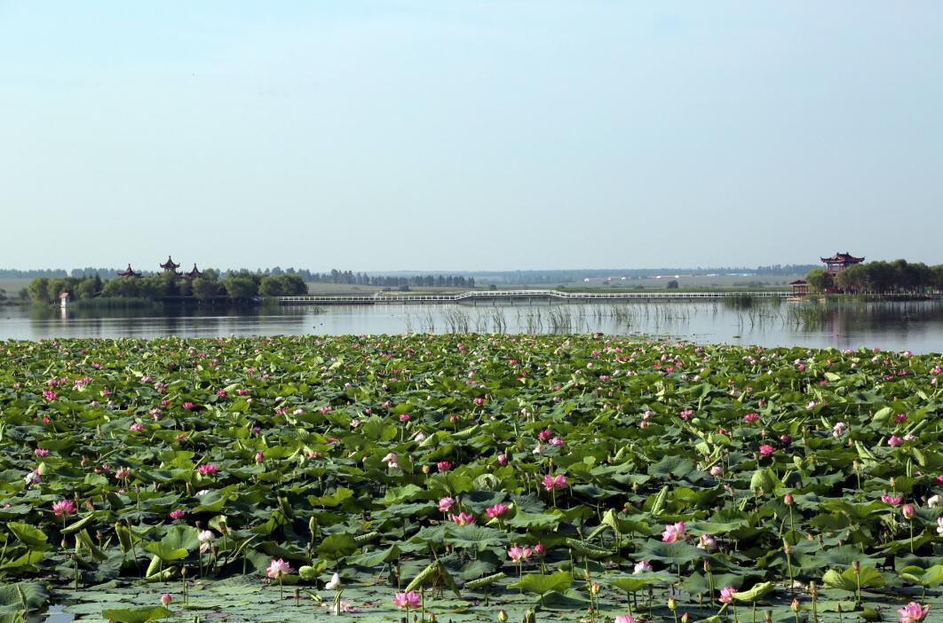 嫩江农场森林公园风景壁纸图片_风景520