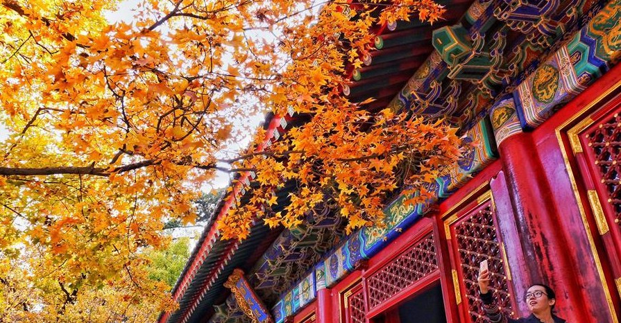 一位游人在北京香山公园拍摄红叶.