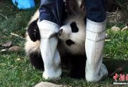 抱大腿网红熊猫“奇一”