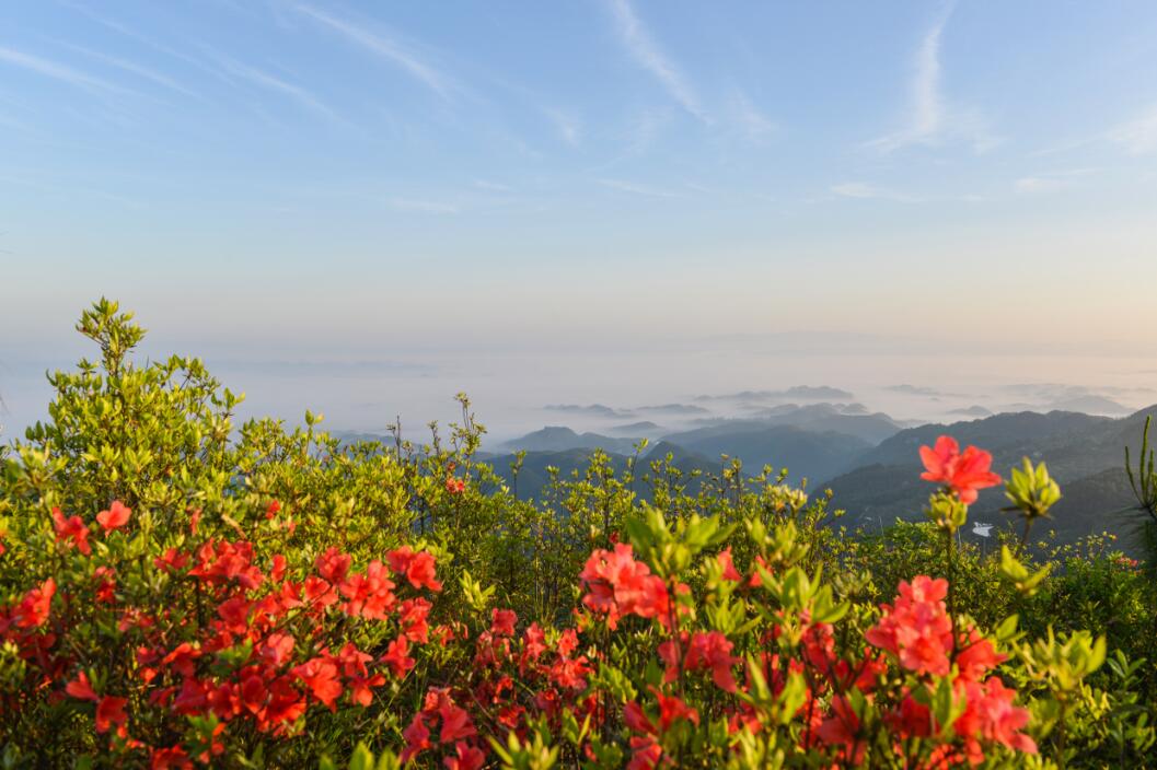 岭上开满映山红(王永龙摄)