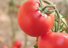 西红柿或能抗胃癌
