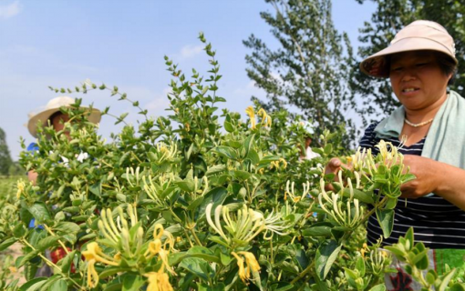 河北巨鹿：小小金银花 开辟脱贫路