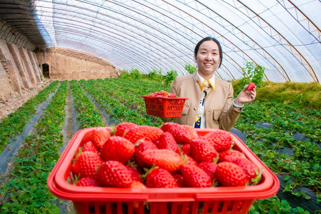 草莓园里春意浓