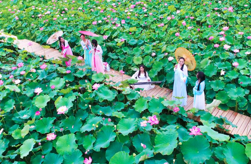 美丽荷花池盛开迎客来