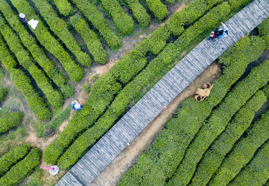 温州以南,竟有人间最美茶园?还有烧瓷为生的百年古村!