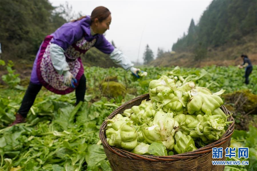 重庆酉阳:青菜头助农增收