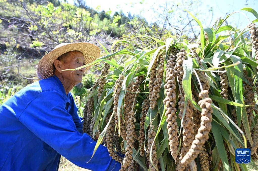 天津谷子飘香收获忙