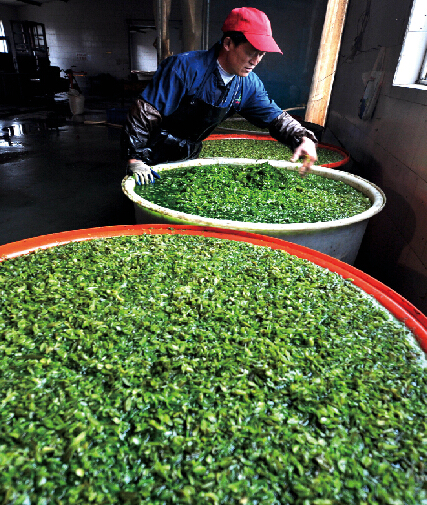 2011年11月,山东邹平三斋酱菜厂的工人在翻看泡制的酱菜.