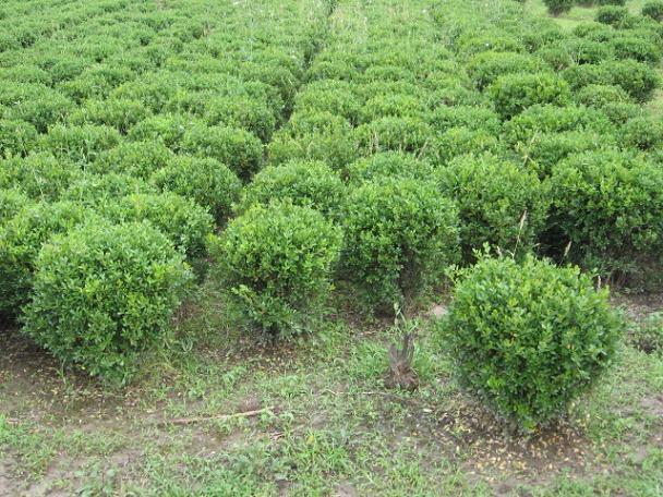 冀中地区朝鲜黄杨价格低走量少