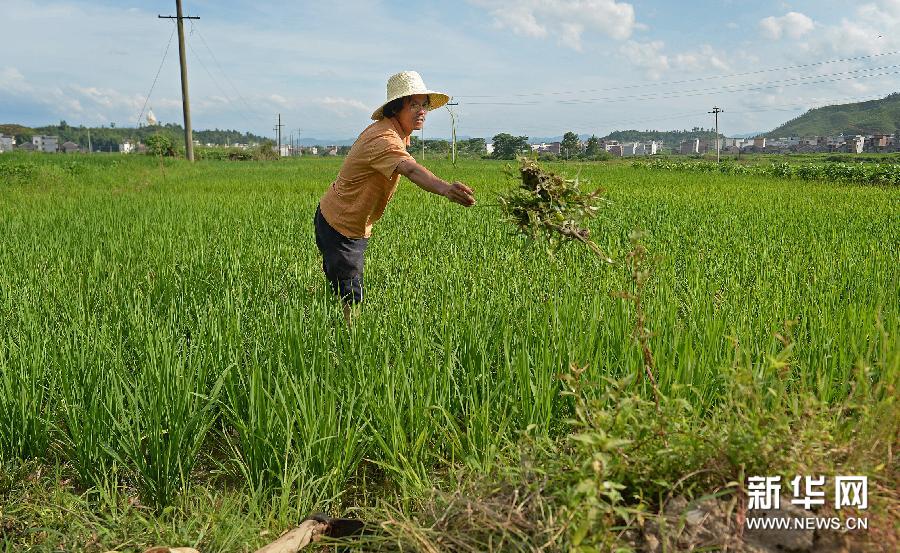 汪生华在自家农田里干活(6月25日摄).新华社记者 万象 摄