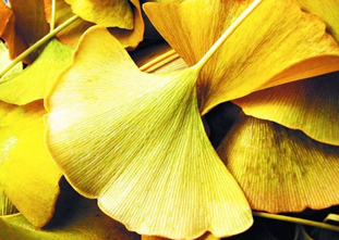 过半银杏叶生产企业药品不合格