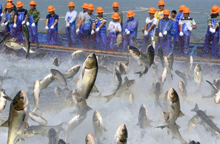 千岛湖捕鱼 场面壮观