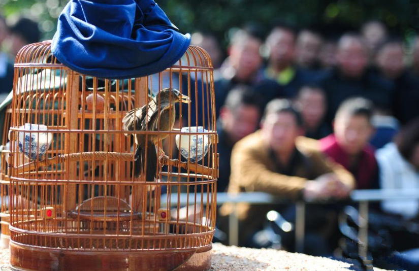 贵州雷山举办斗鸟大赛庆苗年