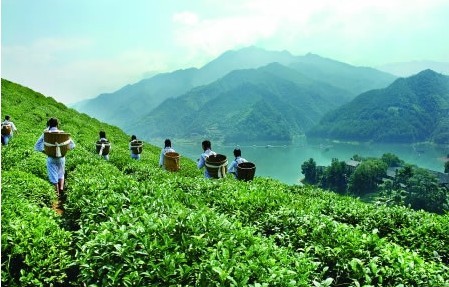 湖南古丈茶叶产业直接带动3万多人脱贫