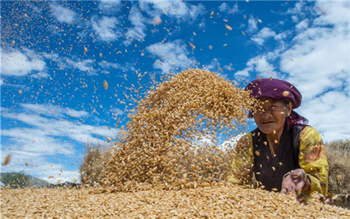 8月17日,拉萨市曲水县才纳乡四村村民在收割丰收的青稞.