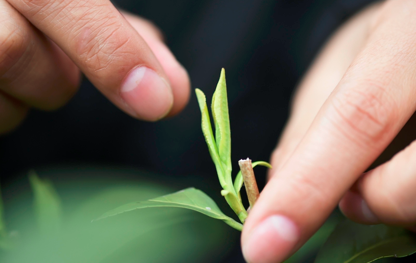 5万多颗芽头炒1斤,明前西湖龙井就是金贵!