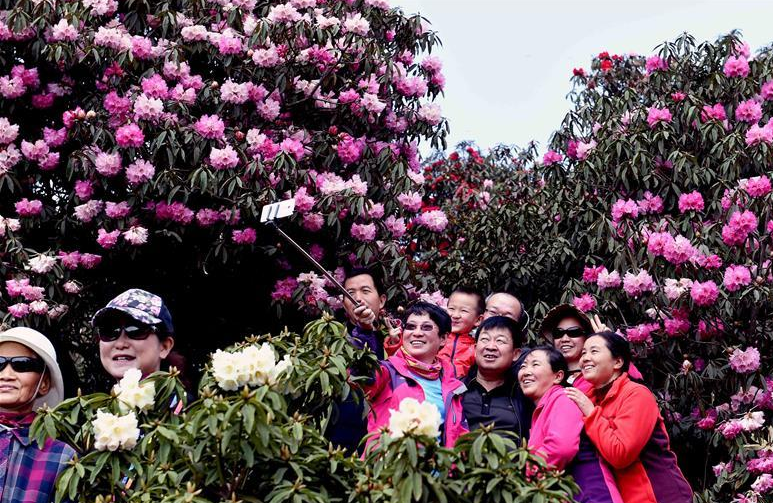 踏青赏花休闲度假