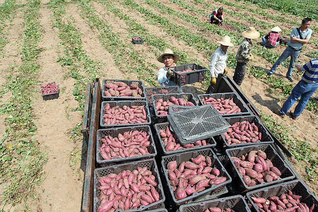 海南儋州海头地瓜产业化带动农户脱贫致富