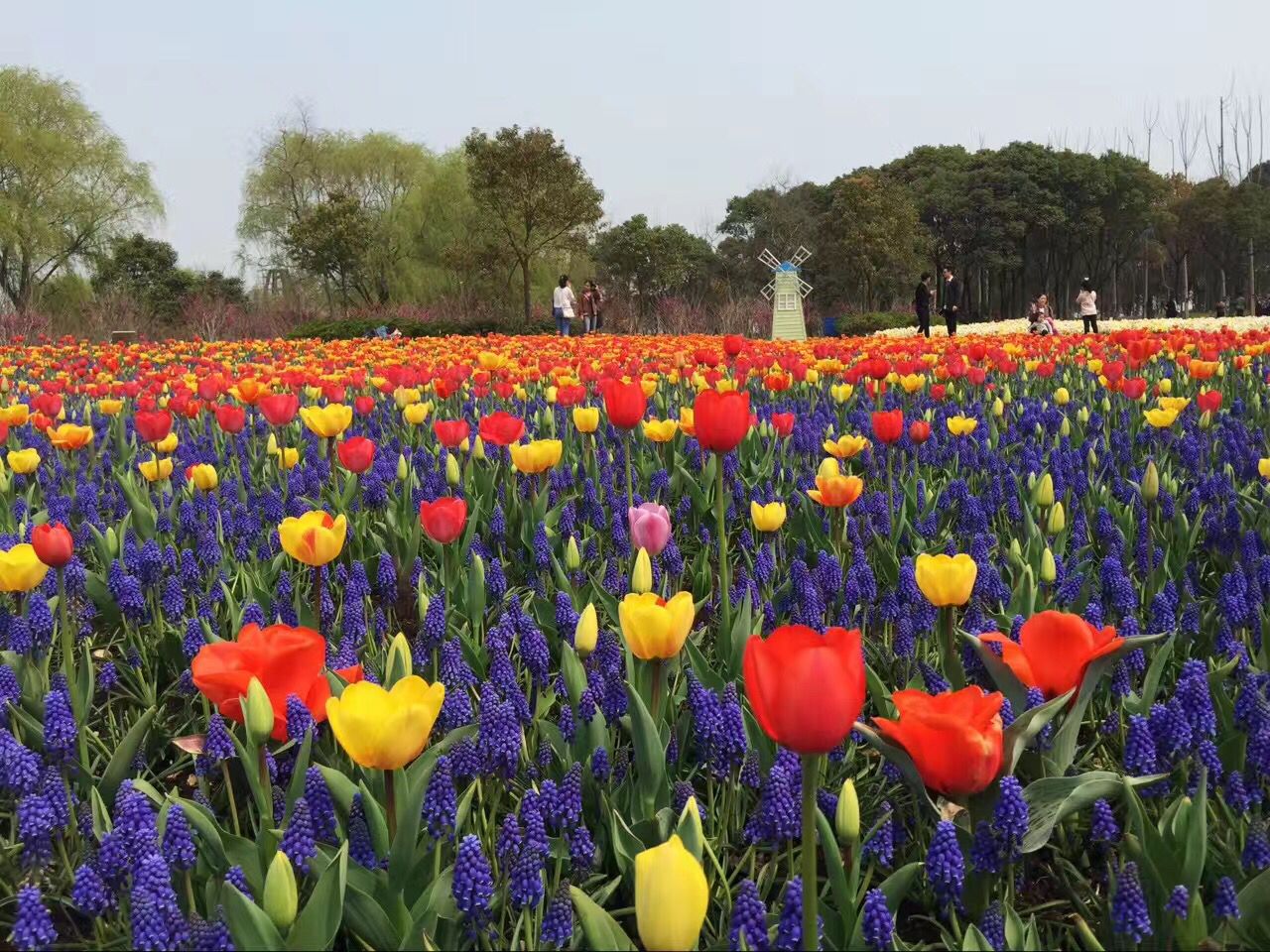 3月24日,千灯菜花节拉开开幕;3月25日,周市樱花节浪漫上演;4月1日张浦