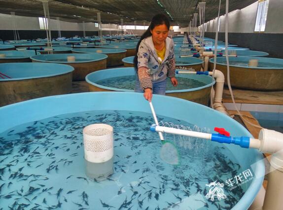 碧水清泉渔业有限公司的育苗基地 见习记者张勇 摄住洋楼买轿车 今年