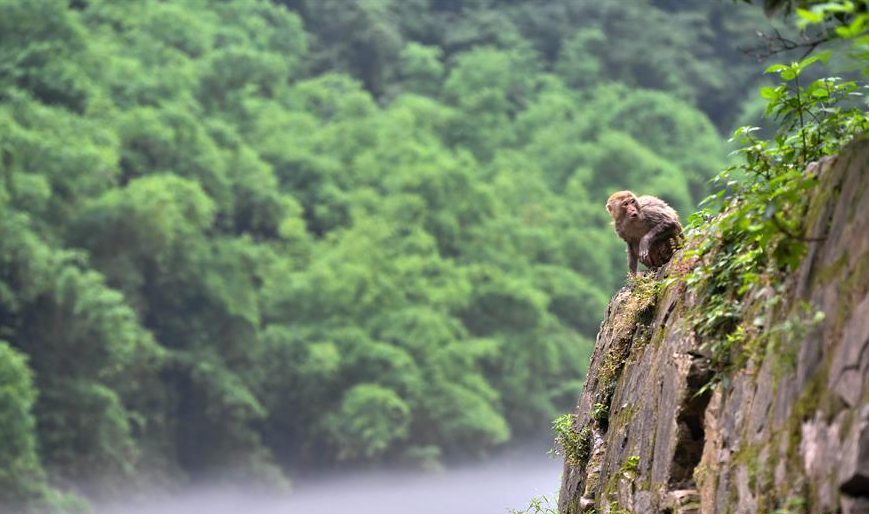 重庆统景两岸猿声啼不住