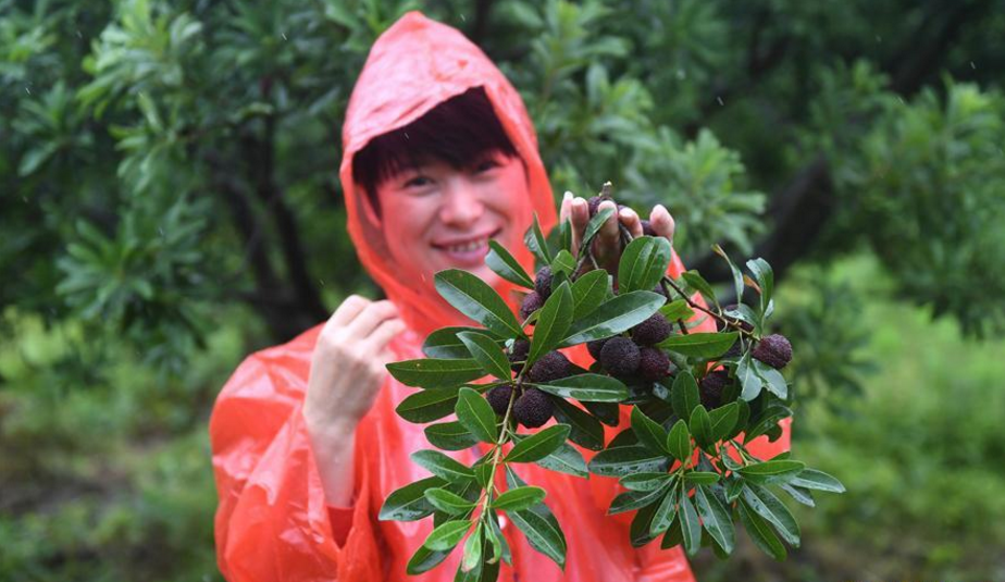 6月13日,游客展示在慈溪市横河镇子陵村采摘的杨梅.