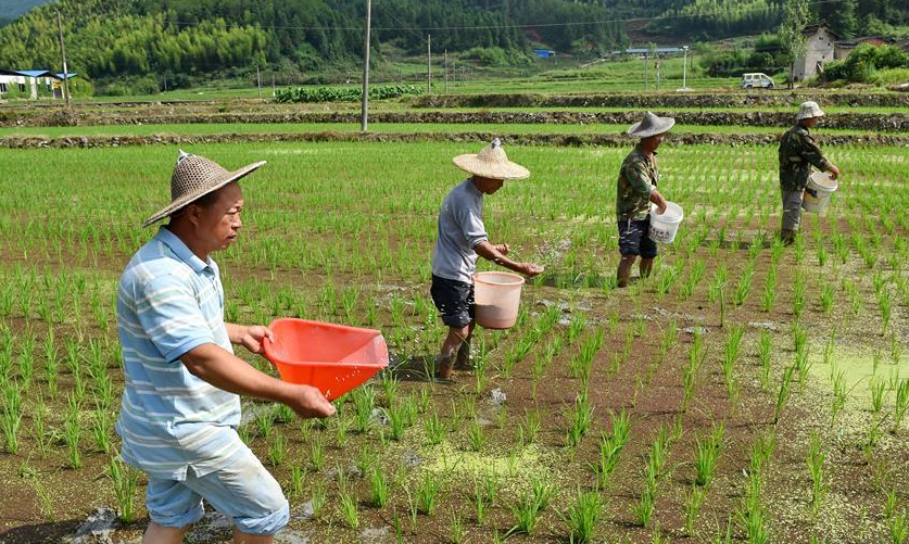 7月5日,大浑村党支部书记彭金福(左一)和村民在稻田施肥.
